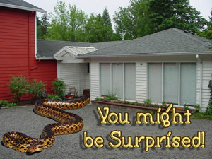 property-snake montage